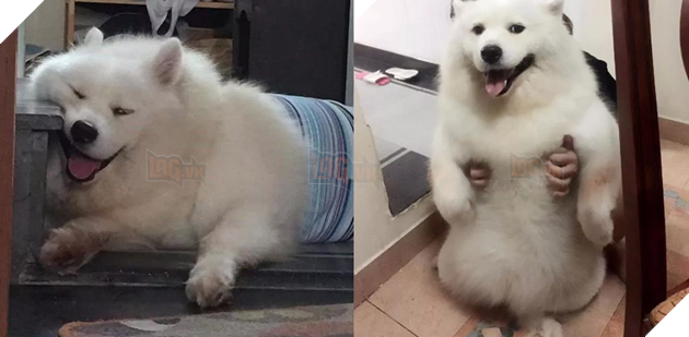 Chú chó Samoyed béo ụ đang khiến cộng đồng mạng phát cuồng vì độ dễ thương vô bờ bến của mình