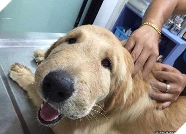 “Từ lúc nào mặt tao là một cái bánh bao?”
“Từ lúc nào mặt tao là một cái bánh bao?”