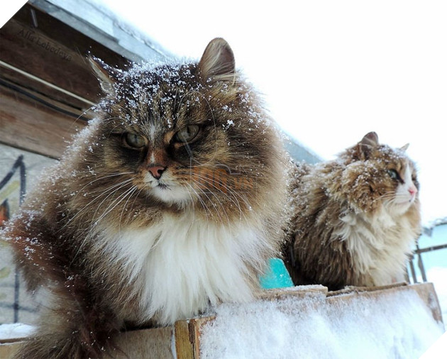 siberian farm cats alla lebedeva 10 5a3380d3e276a 880