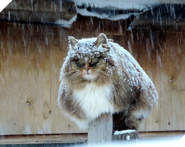 siberian farm cats alla lebedeva 11 5a3380d6de9fa 880