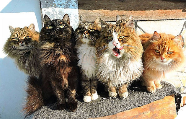 siberian farm cats alla lebedeva 27 5a3380fe09c68 880