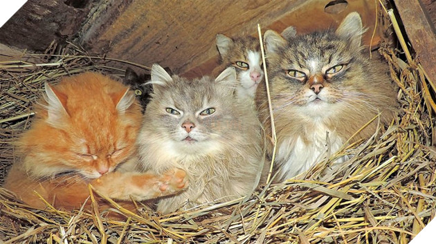 siberian farm cats alla lebedeva 30 5a33810405791 880