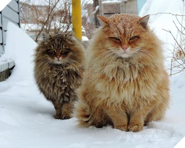 siberian farm cats alla lebedeva 31 5a338105d8556 880