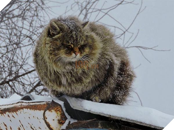 siberian farm cats alla lebedeva 4 5a3380c4f2a16 880
