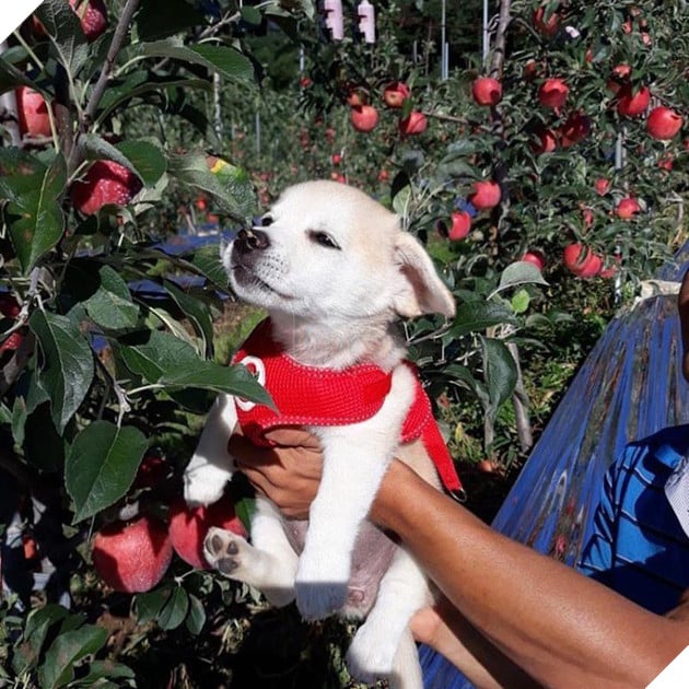 Ng&#244;i sao mới MXH H&#224;n Quốc: Từ ch&#250; c&#250;n bị bỏ rơi trở th&#224;nh boss quốc d&#226;n, được l&#234;n cả đ&#224;i SBS mới o&#225;ch - Ảnh 7.