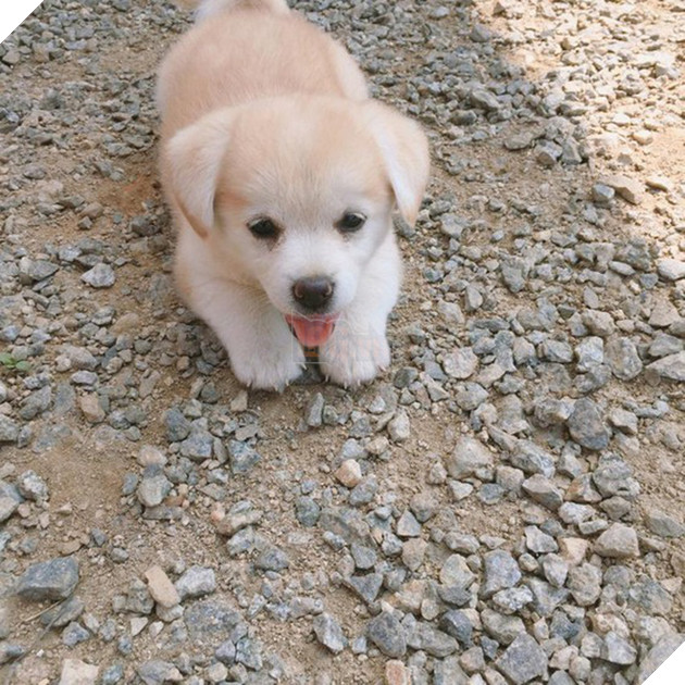 Ng&#244;i sao mới MXH H&#224;n Quốc: Từ ch&#250; c&#250;n bị bỏ rơi trở th&#224;nh boss quốc d&#226;n, được l&#234;n cả đ&#224;i SBS mới o&#225;ch - Ảnh 7.