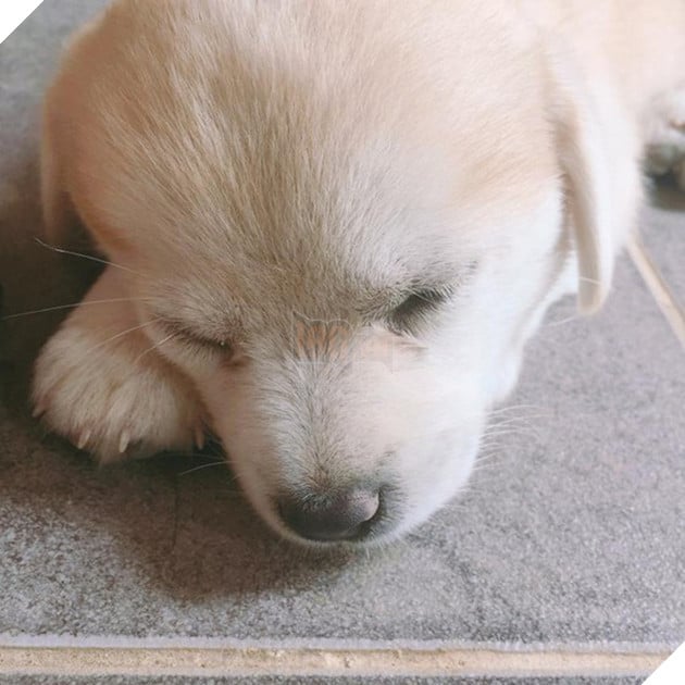 Ng&#244;i sao mới MXH H&#224;n Quốc: Từ ch&#250; c&#250;n bị bỏ rơi trở th&#224;nh boss quốc d&#226;n, được l&#234;n cả đ&#224;i SBS mới o&#225;ch - Ảnh 7.