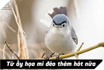 Tong hop Meme Hoa Mi Khong hot nua dang rat hot tren cong dong mang Facebook 11 Tổng hợp Meme Họa Mi Không hót nữa đang rất hot trên cộng đồng mạng Facebook 11