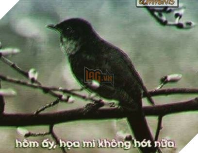 Tong hop Meme Hoa Mi Khong hot nua dang rat hot tren cong dong mang Facebook 13 Tổng hợp Meme Họa Mi Không hót nữa đang rất hot trên cộng đồng mạng Facebook 13