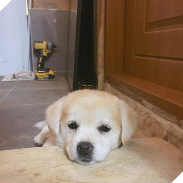 Ng&#244;i sao mới MXH H&#224;n Quốc: Từ ch&#250; c&#250;n bị bỏ rơi trở th&#224;nh boss quốc d&#226;n, được l&#234;n cả đ&#224;i SBS mới o&#225;ch - Ảnh 7.