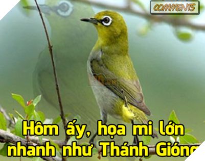 Tong hop Meme Hoa Mi Khong hot nua dang rat hot tren cong dong mang Facebook 8 Tổng hợp Meme Họa Mi Không hót nữa đang rất hot trên cộng đồng mạng Facebook 8