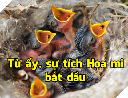 Tong hop Meme Hoa Mi Khong hot nua dang rat hot tren cong dong mang Facebook 7 Tổng hợp Meme Họa Mi Không hót nữa đang rất hot trên cộng đồng mạng Facebook 7