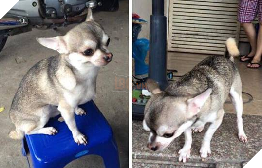 Ban khong nhin lam dau, day dich thuc la con boss voi guong mat Chihuahua va than hinh Husky Bạn không nhìn lầm đâu, đây đích thực là con boss với gương mặt Chihuahua và thân hình Husky
