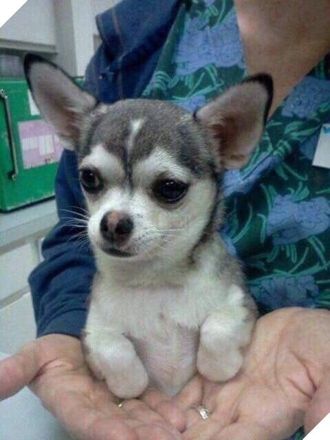 Ban khong nhin lam dau, day dich thuc la con boss voi guong mat Chihuahua va than hinh Husky 4 Bạn không nhìn lầm đâu, đây đích thực là con boss với gương mặt Chihuahua và thân hình Husky 4