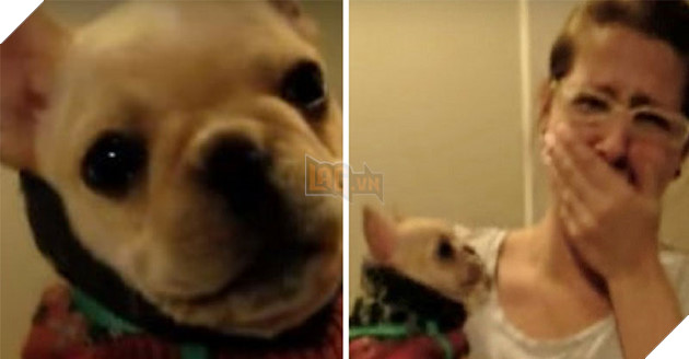 CÃ´ ÄÃ£ á» phÃ­a trÆ°á»c cá»§a con chÃ³ nhá» Sui Suinian nÃ³i "I love you", má»t con chÃ³ Äá»t nhiÃªn "quay láº¡i vÃ  tráº£ lá»i," Meng Äá» trÃ¡i tim cÃ´ gáº§n nhÆ° ná» tung!