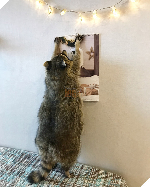 Chu gau meo Nga beo u giup chu kiem bon tien vi qua dang yeu hinh anh 10