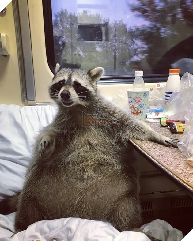 Chu gau meo Nga beo u giup chu kiem bon tien vi qua dang yeu hinh anh 2