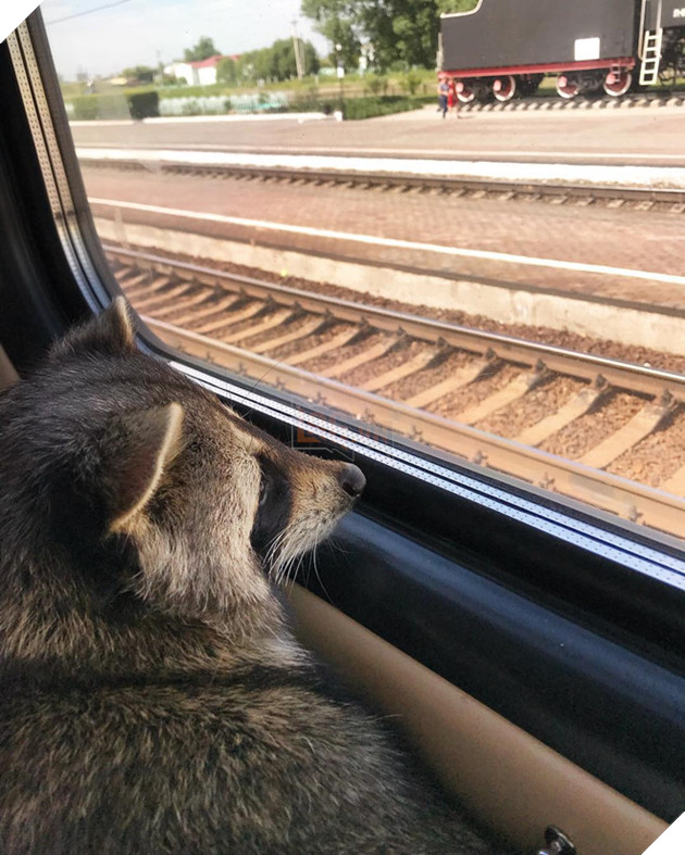 Chu gau meo Nga beo u giup chu kiem bon tien vi qua dang yeu hinh anh 11