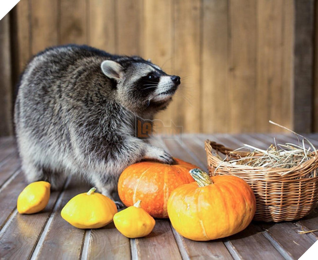 Chu gau meo Nga beo u giup chu kiem bon tien vi qua dang yeu hinh anh 7