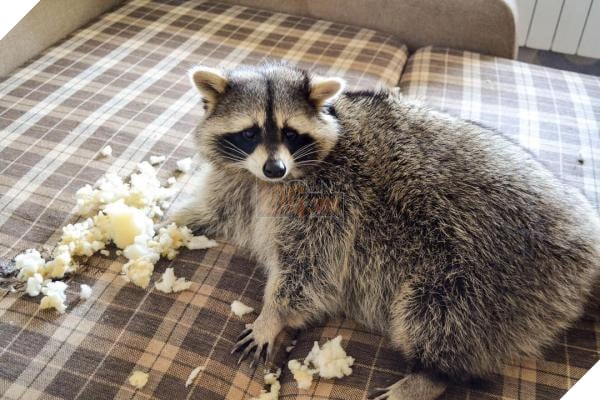 Chu gau meo Nga beo u giup chu kiem bon tien vi qua dang yeu hinh anh 1