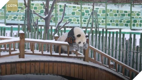 lost bird gau truc choi dua duoi troi tuyet 2