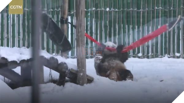 lost bird gau truc choi dua duoi troi tuyet 3