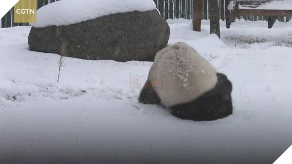 lost bird gau truc choi dua duoi troi tuyet 4