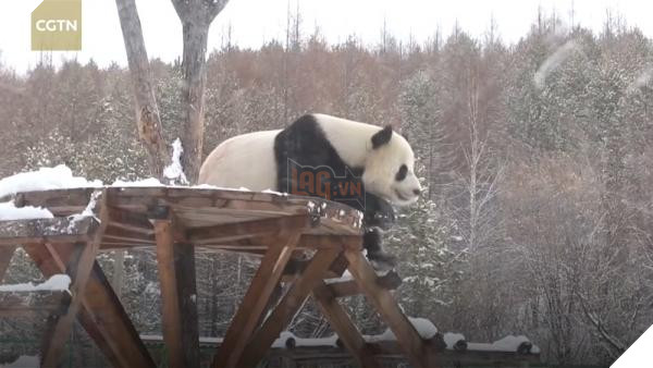 lost bird gau truc choi dua duoi troi tuyet 5