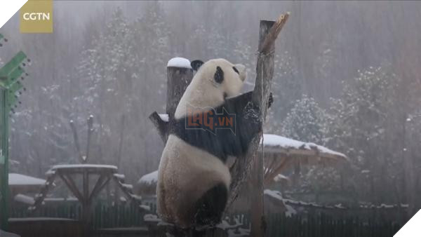 lost bird gau truc choi dua duoi troi tuyet 6