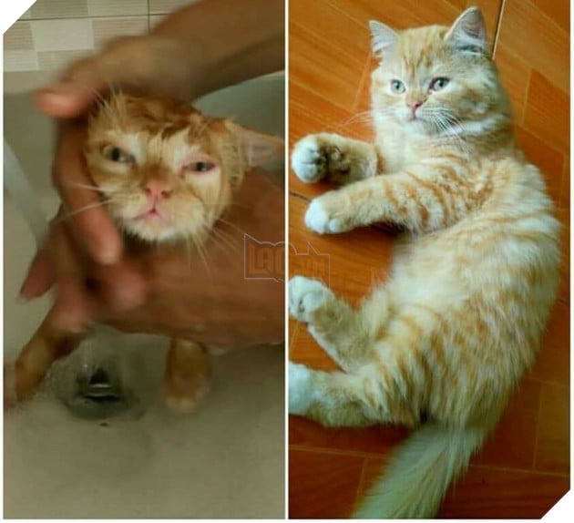 Ta mập thế này trông đẹp trai hăn Sen nhỉ?
Ta mập thế này trông đẹp trai hăn Sen nhỉ?
