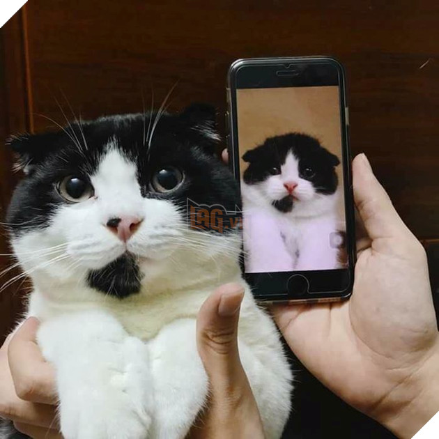 Trông nom trẫm kiểu gì mà giờ trẫm không những mập ú mà còn có thêm nốt ruồi ngay mũi thế này?
Trông nom trẫm kiểu gì mà giờ trẫm không những mập ú mà còn có thêm nốt ruồi ngay mũi thế này?