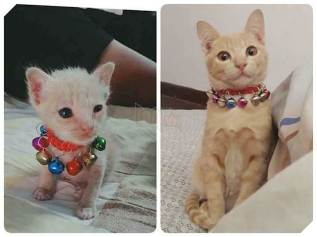 Hồi nhỏ ta thế này sao? Sao chẳng giống gì hết vậy Sen?
Hồi nhỏ ta thế này sao? Sao chẳng giống gì hết vậy Sen?