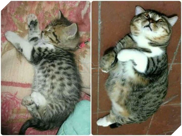 Bắt đền Sen! Bọn bạn bảo trẫm giống đuông dừa.
Bắt đền Sen! Bọn bạn bảo trẫm giống đuông dừa.