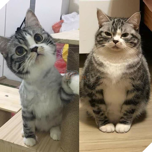 Trẫm bị so sánh giống quả dưa sau khi dậy thì, vừa lòng người chưa Sen?
Trẫm bị so sánh giống quả dưa sau khi dậy thì, vừa lòng người chưa Sen?
