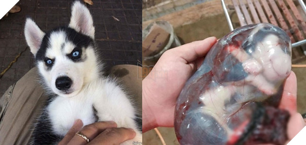 Khoảnh khắc hiếm thấy 'boss' ngáo nằm gọn trong bọc điều gây sốt CĐM