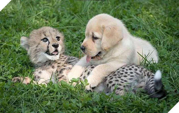 Chú báo nhỏ bị viêm phổi làm nên điều kỳ diệu khi được cho gặp người bạn này