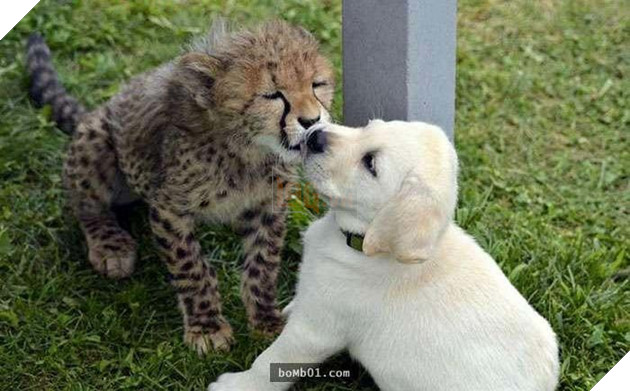 Chú báo nhỏ bị viêm phổi làm nên điều kỳ diệu khi được cho gặp người bạn này