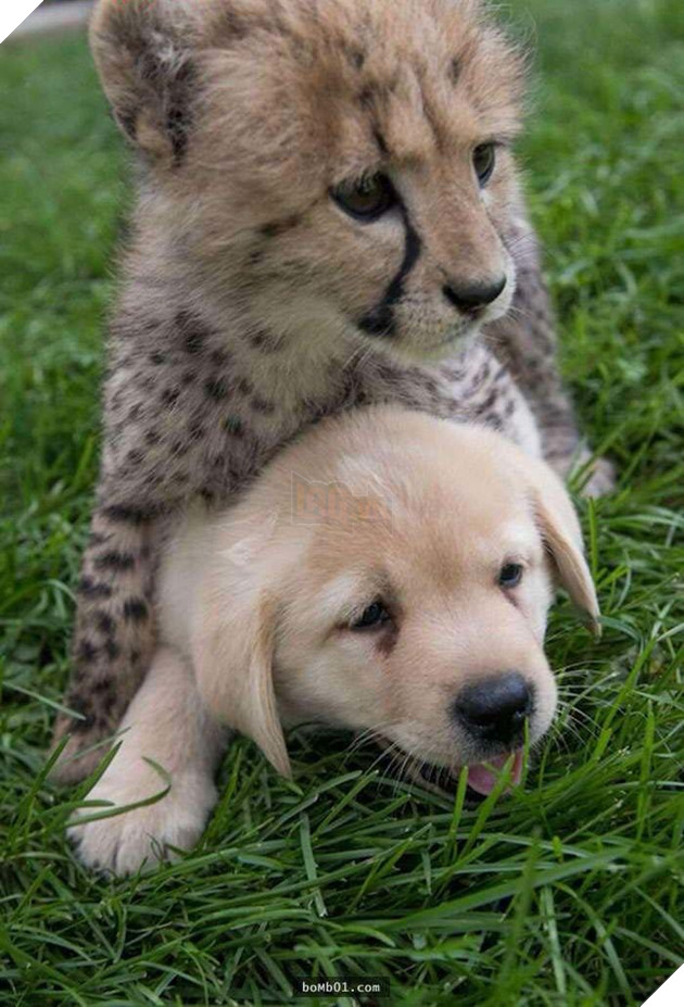 Chú báo nhỏ bị viêm phổi làm nên điều kỳ diệu khi được cho gặp người bạn này