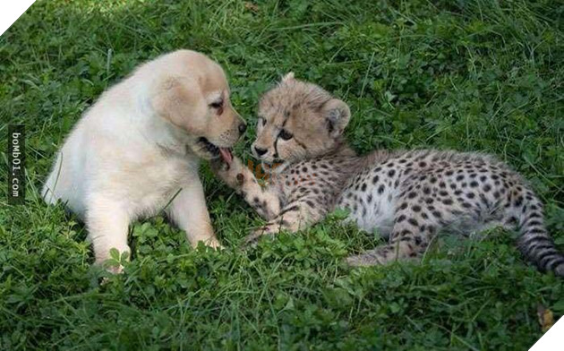 Chú báo nhỏ bị viêm phổi làm nên điều kỳ diệu khi được cho gặp người bạn này