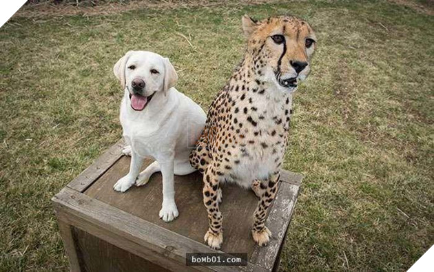 
Một tình bạn không phân biệt nòi giống thật cảm động.