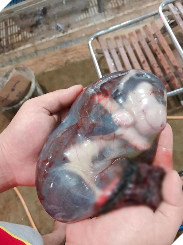 Khoảnh khắc hiếm thấy 'boss' ngáo nằm gọn trong bọc điều gây sốt CĐM