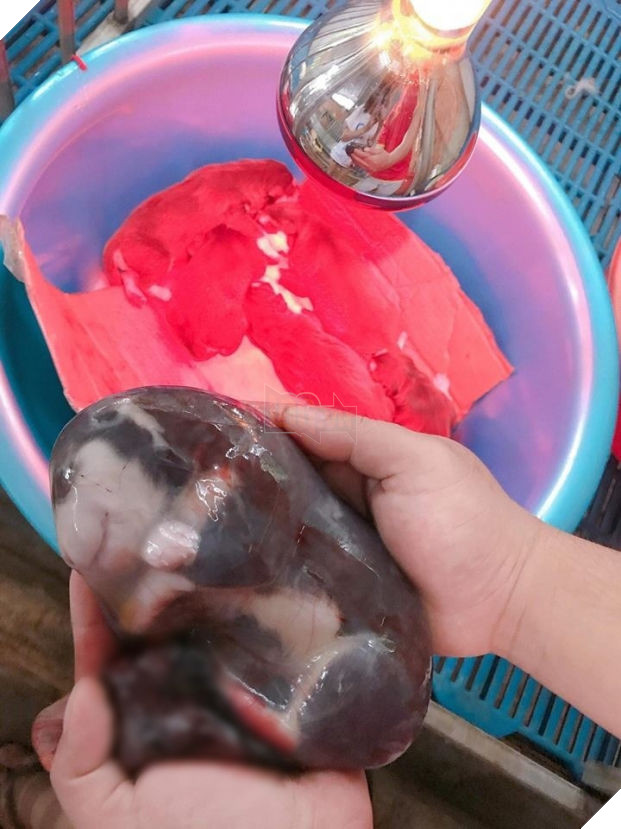 Khoảnh khắc hiếm thấy 'boss' ngáo nằm gọn trong bọc điều gây sốt CĐM