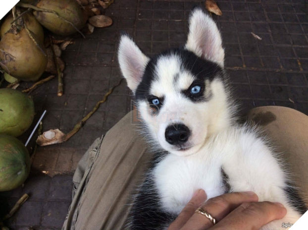 Khoảnh khắc hiếm thấy 'boss' ngáo nằm gọn trong bọc điều gây sốt CĐM