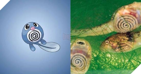 Đây là hình ảnh của 15 loài Pokemon ngoài đời thực, bạn biết được bao nhiêu loài? - Ảnh 14.