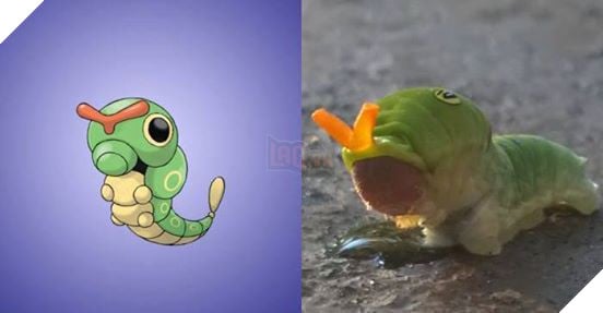 Đây là hình ảnh của 15 loài Pokemon ngoài đời thực, bạn biết được bao nhiêu loài? - Ảnh 15.