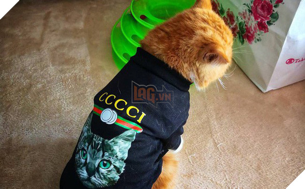 BÃ  máº¹ "sÃ²ng pháº³ng" cá»§a nÄm: Láº¥y Ã¡o Gucci 7 triá»u cá»§a con lÃ³t á» mÃ¨o, xong Äá»n 100k báº£o ra chá»£ mua má»i