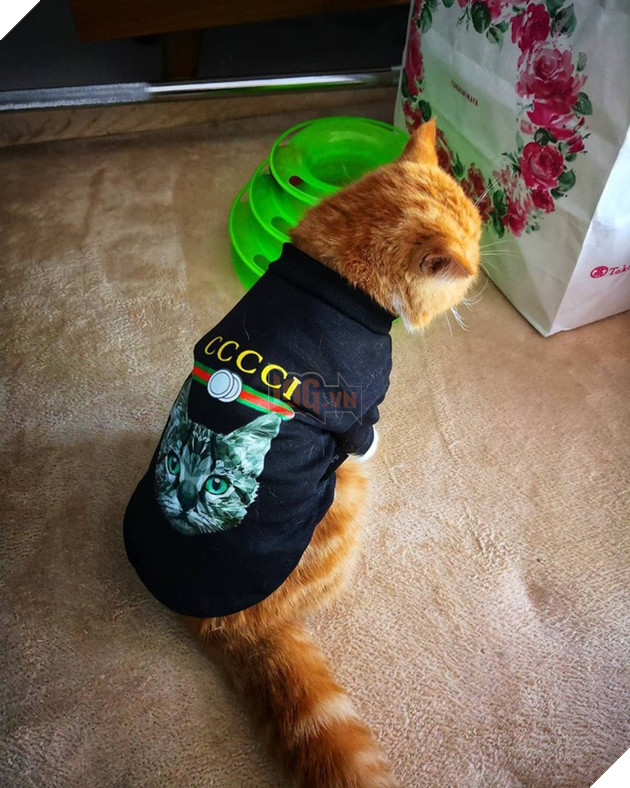 Bà mẹ sòng phẳng của năm: Lấy áo Gucci 7 triệu của con lót ổ mèo, xong đền 100k bảo ra chợ mua mới - Ảnh 3.