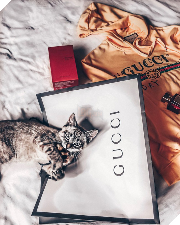 Bà mẹ sòng phẳng của năm: Lấy áo Gucci 7 triệu của con lót ổ mèo, xong đền 100k bảo ra chợ mua mới - Ảnh 4.