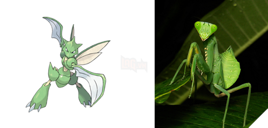 Đây là hình ảnh của 15 loài Pokemon ngoài đời thực, bạn biết được bao nhiêu loài? - Ảnh 5.