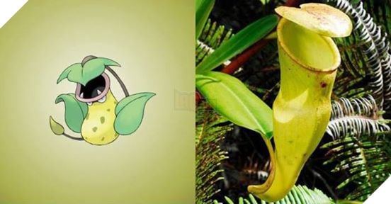 Đây là hình ảnh của 15 loài Pokemon ngoài đời thực, bạn biết được bao nhiêu loài? - Ảnh 7.